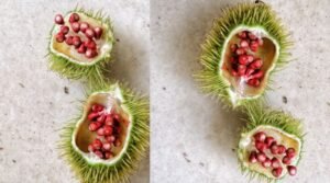 Da Antiguidade aos Dias Atuais: Histórias Fascinantes por Trás dos Pratos Mais Famosos da Gastronomia